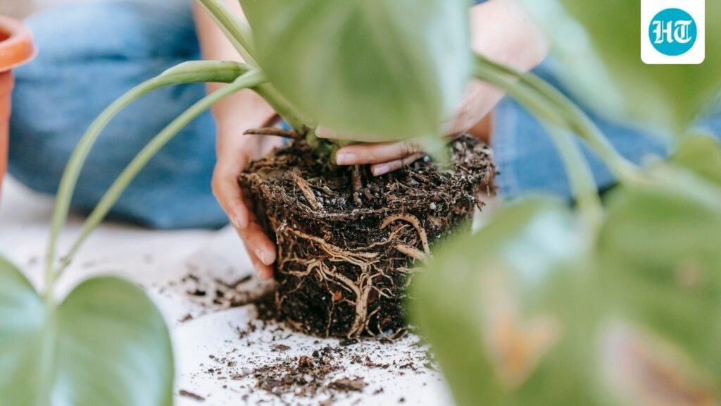 Can repotting a houseplant expose you to bacteria that can make you sick? Doctor explains when it is a cause for concern Can repotting a houseplant expose you to bacteria that can make you sick? Doctor explains when it is a cause for concern