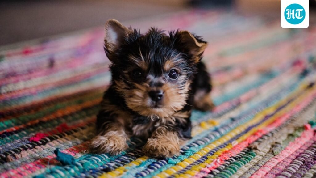 Can your pet fall sick during monsoon? Vet shares warning signs and 6 essential care tips Can your pet fall sick during monsoon? Vet shares warning signs and 6 essential care tips
