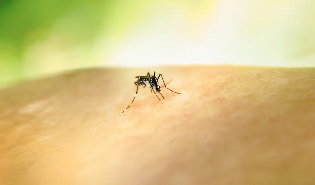Dengue Platelets Danger: डेंगू में कब गिरती है प्लेटलेट्स? जानिए ये Critical Signs और डॉक्टर की सलाह Dengue Platelets Danger: डेंगू में कब गिरती है प्लेटलेट्स? जानिए ये Critical Signs और डॉक्टर की सलाह