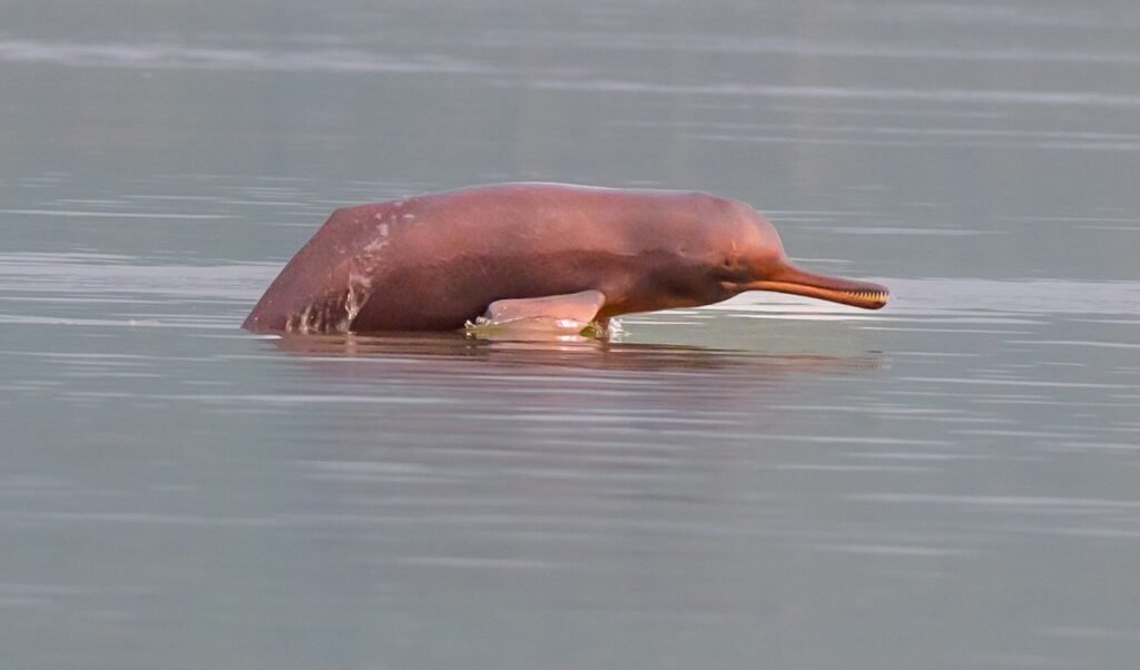 Dolphin के साथ क्रूरता! बिहार के Saharsa में दुर्लभ डॉल्फिन का शिकार करने पर Action, आरोपी गिरफ्तार Dolphin के साथ क्रूरता! बिहार के Saharsa में दुर्लभ डॉल्फिन का शिकार करने पर Action, आरोपी गिरफ्तार
