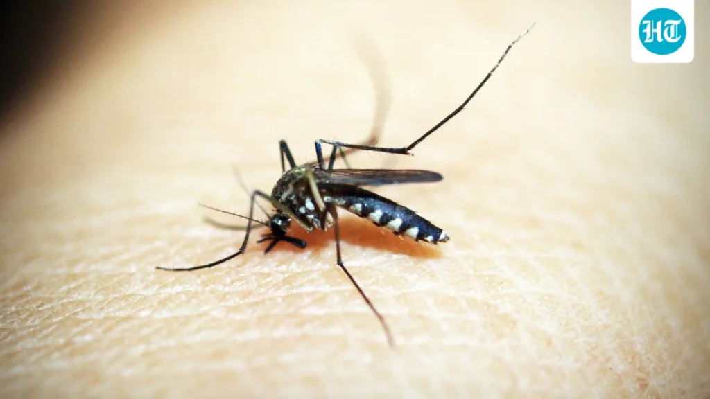 Everyday explained: Why mosquitoes bite some people more than others Everyday explained: Why mosquitoes bite some people more than others
