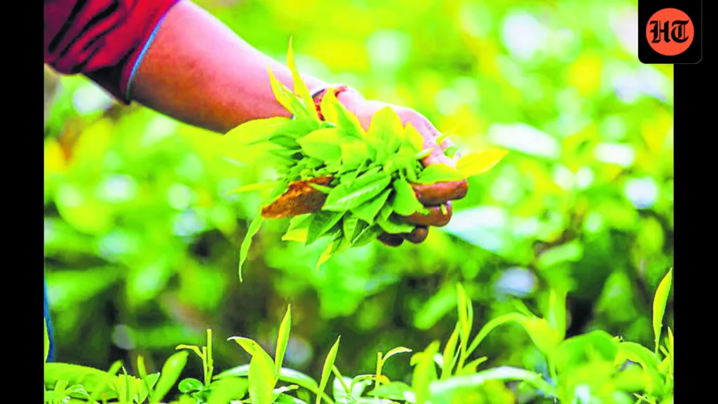 A powder move: India is now growing its own matcha A powder move: India is now growing its own matcha