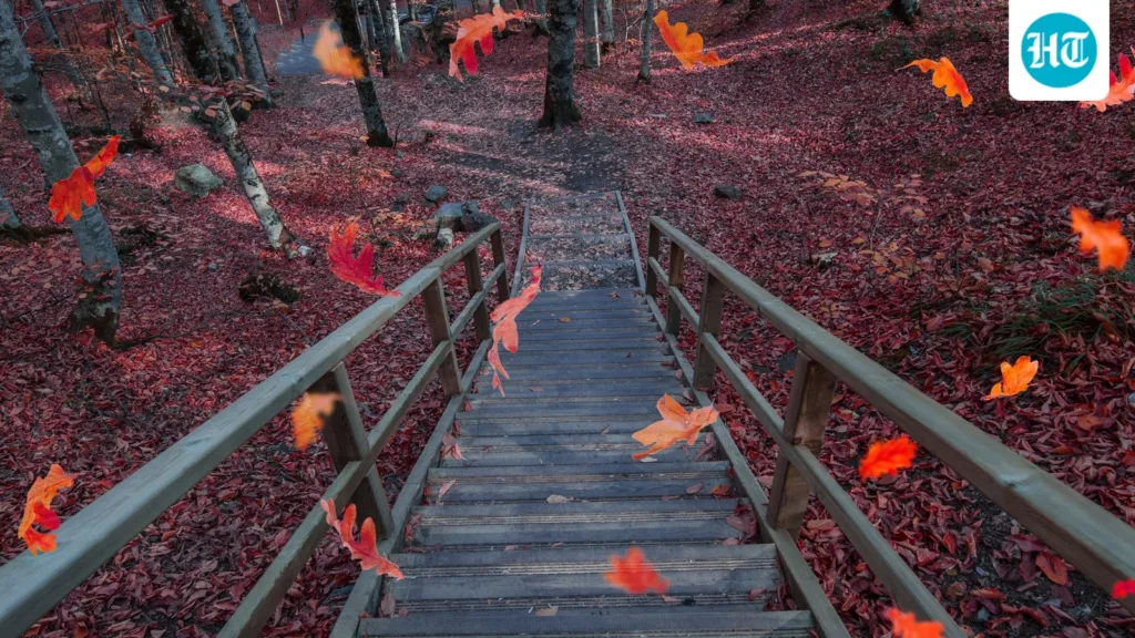 Cleveland Clinic says the end of summer can affect your mood. Try these simple ways to welcome fall Cleveland Clinic says the end of summer can affect your mood. Try these simple ways to welcome fall