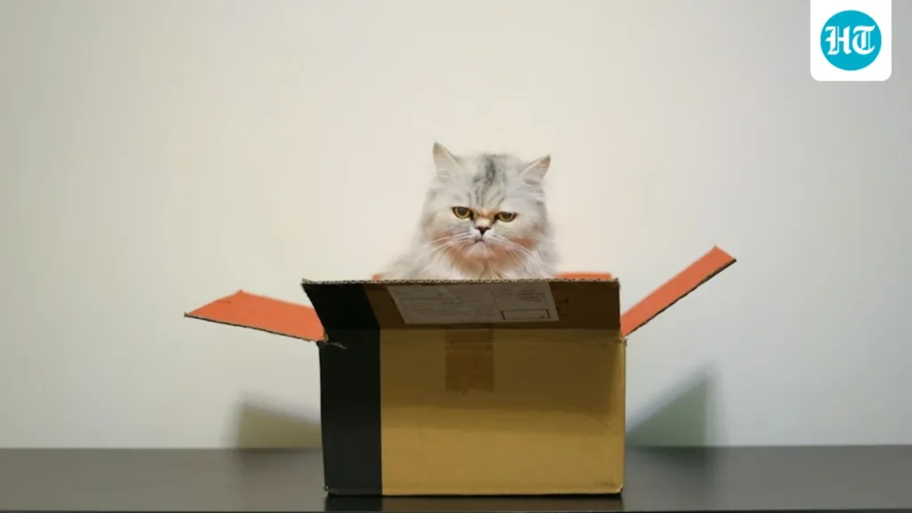 Everyday Explained: Why do cats prefer cardboard boxes over expensive beds?