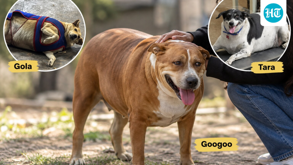Fat Dogs of Delhi competition: When does ‘chonky’ stop being cute and becomes unhealthy? Veterinarians, dog feeders, and trainers weigh in