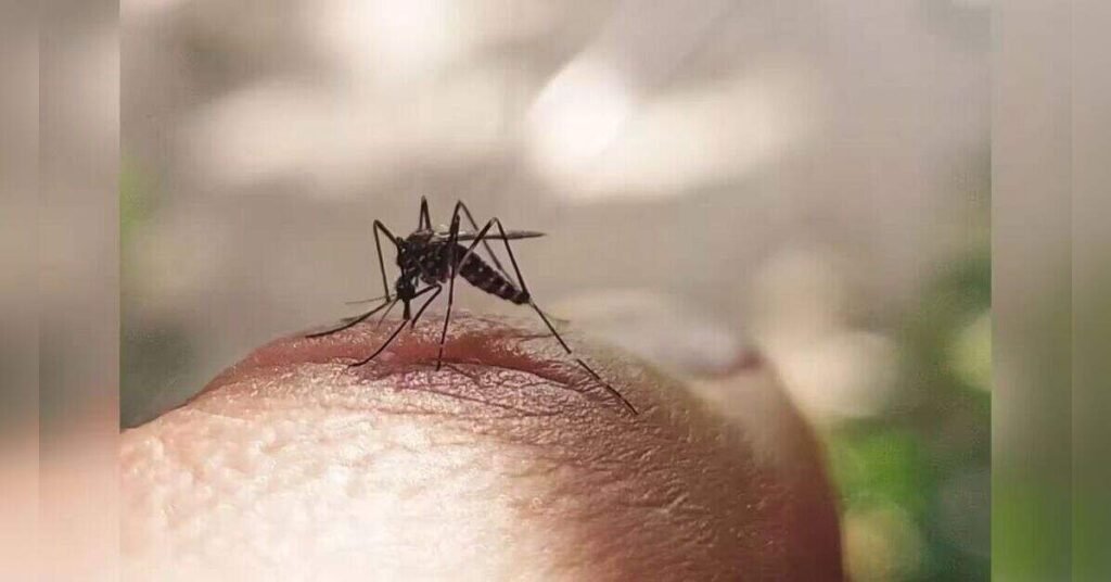 ICMR-NIV study detects insecticide resistance in dengue vector mosquitoes in parts of Pune, ETHealthworld ICMR-NIV study detects insecticide resistance in dengue vector mosquitoes in parts of Pune, ETHealthworld