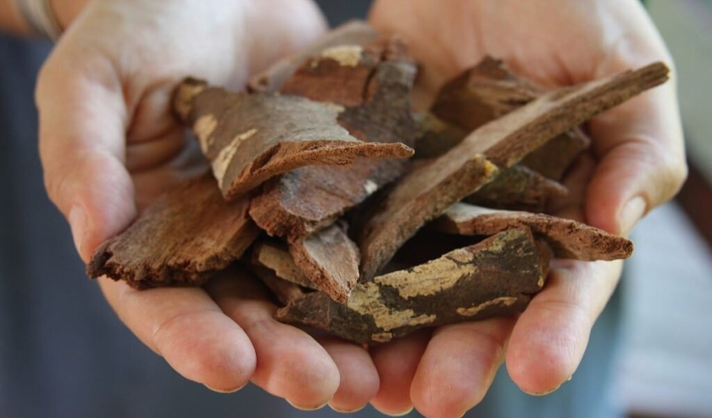 arjun bark decoction lifesaver for heart health know benefits and right way to prepare it arjun bark decoction lifesaver for heart health know benefits and right way to prepare it