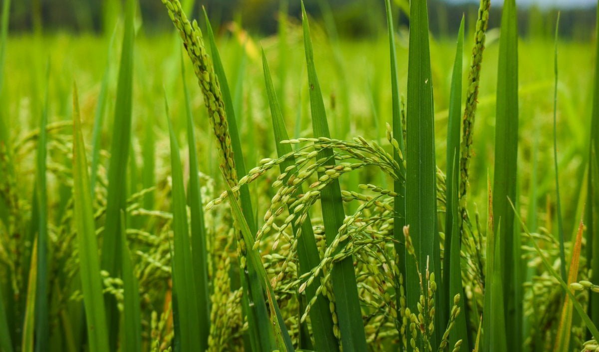 कम बारिश से Rice Output 6.5 Percent घटने का अनुमान, 5.96 करोड़ टन स्टॉक देगा राहत कम बारिश से Rice Output 6.5 Percent घटने का अनुमान, 5.96 करोड़ टन स्टॉक देगा राहत