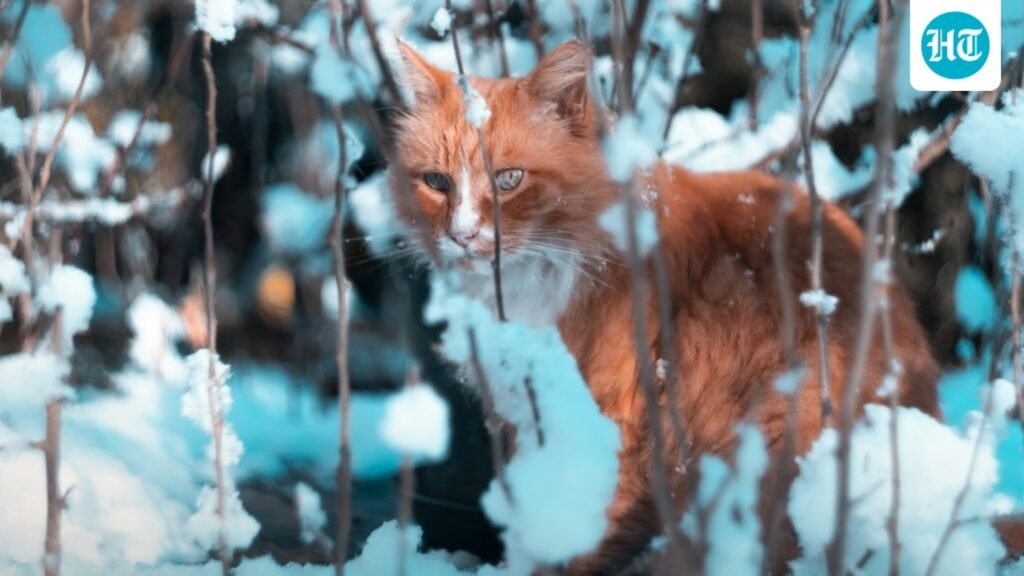 Did you know cats are illegal in Norway’s Svalbard? Here’s why the beloved felines are prohibited in world’s northernmost town