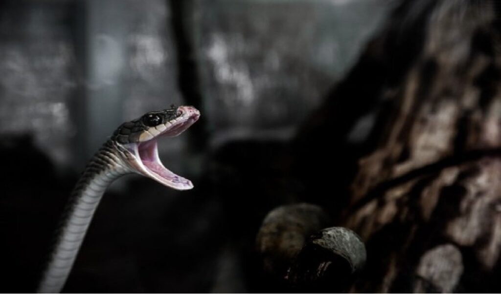 Meerut Snake Bite Case: नीला ड्रम केस के बाद सांप कांड पर रविता को फांसी, प्रेमी अमरदीप संग फूट-फूटकर रोने लगी Meerut Snake Bite Case: नीला ड्रम केस के बाद सांप कांड पर रविता को फांसी, प्रेमी अमरदीप संग फूट-फूटकर रोने लगी